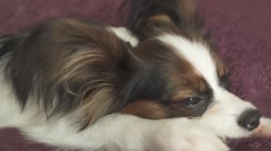 Papillon Continental oyuncak İspanyol köpek yavrusu koyun eti stok görüntüleri video kurutulmuş bacak kemiren