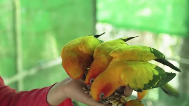 Молодая девушка кормит попугаев видео с акциями Lovebird — стоковое видео