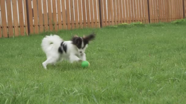 Papillon Continental Toy Spaniel cachorro jugando con pelota de goma en un video de imágenes de césped verde — Vídeo de stock