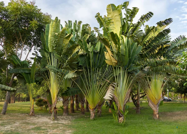 Vacker växt Ravenala i tropisk park — Stockfoto