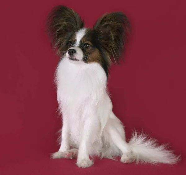 Bonito jovem cão masculino Continental brinquedo Spaniel Papillon no fundo vermelho — Fotografia de Stock