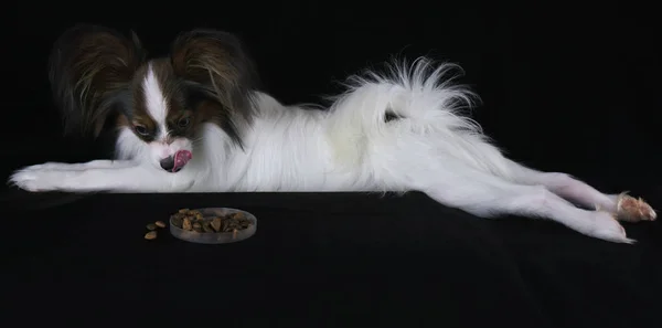 Bonito jovem cão masculino Continental brinquedo Spaniel Papillon lickens à vista de alimentos secos no fundo preto — Fotografia de Stock