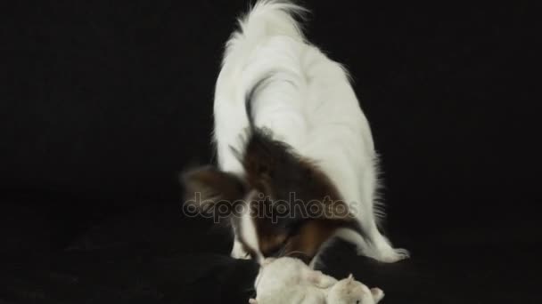 Bonito jovem cão masculino Continental Toy Spaniel Papillon brincando com brinquedo de pelúcia no fundo preto câmera lenta imagens vídeo — Vídeo de Stock