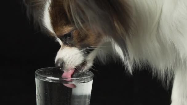 Bellissimo giovane cane maschio Giocattolo continentale Spaniel Papillon beve acqua pulita da un bicchiere su sfondo nero — Video Stock
