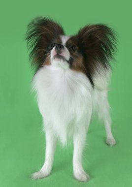 Güzel genç erkek köpek Continental oyuncak İspanyol Papillon yeşil zemin üzerine