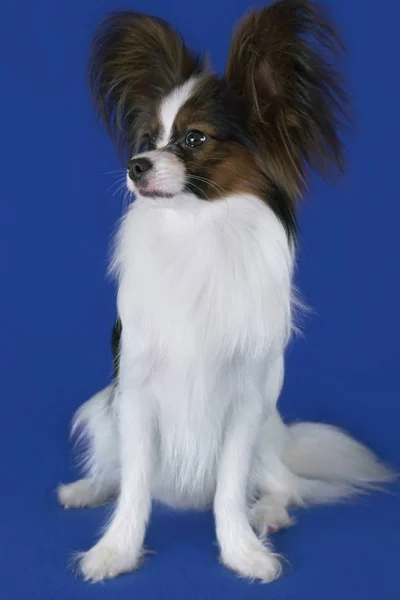 Bonito jovem cão masculino Continental brinquedo Spaniel Papillon no fundo azul — Fotografia de Stock