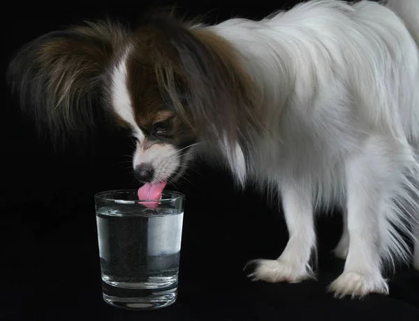 Beautiful young male dog Continental Toy Spaniel Papillon drinks clean water from a glass on black background — Stock Photo, Image