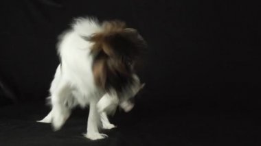 Siyah arka plan ağır çekim stok görüntüleri video üzerinde peluş oyuncak ile oynarken güzel genç erkek köpek kıta oyuncak İspanyol Papillon