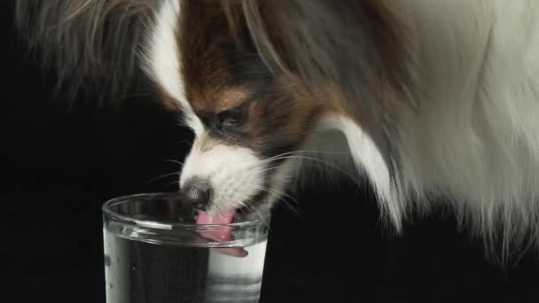 Bonito jovem cão masculino Continental Toy Spaniel Papillon bebe água limpa de um copo no fundo preto câmera lenta — Vídeo de Stock