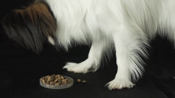 Bonito jovem cão masculino Continental brinquedo Spaniel Papillon come comida seca no fundo preto câmera lenta imagens vídeo — Vídeo de Stock