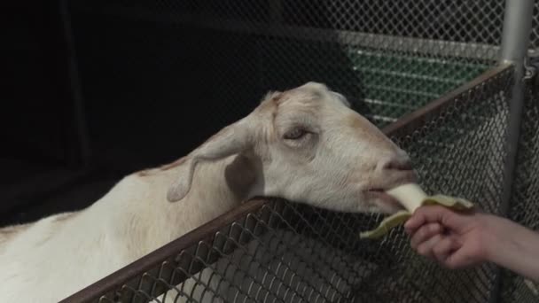 Schapen eet banaan uit een childs hand stock footage video — Stockvideo