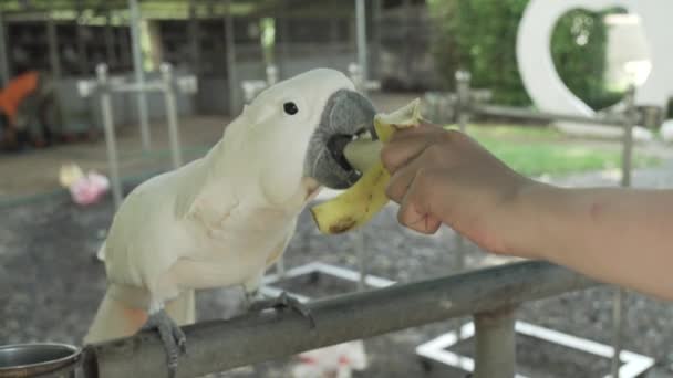 Grande papagaio branco Cockatoo come uma banana imagens de vídeo — Vídeo de Stock