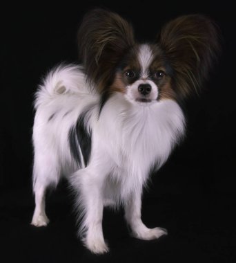 Güzel genç erkek köpek Continental oyuncak İspanyol Papillon siyah arka plan üzerine