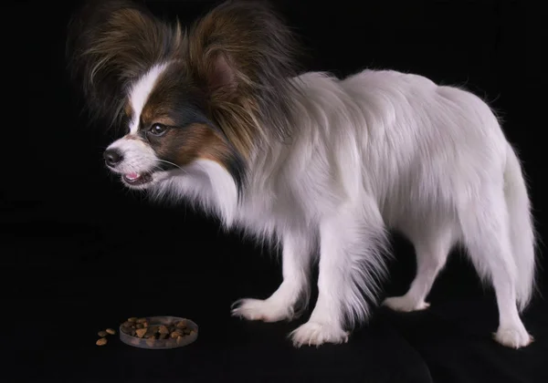 Bonito jovem cão masculino Continental brinquedo Spaniel Papillon come alimentos secos em fundo preto — Fotografia de Stock