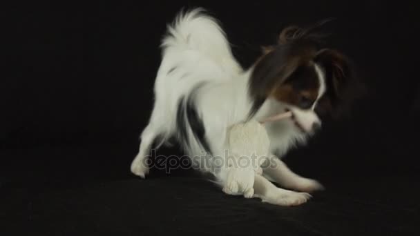 Bonito jovem cão masculino Continental Toy Spaniel Papillon brincando com brinquedo de pelúcia no fundo preto câmera lenta imagens vídeo — Vídeo de Stock