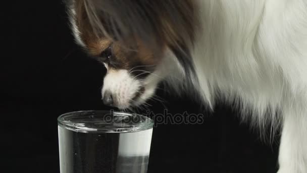 Vacker ung hane Continental leksaken Spaniel Papillon dricker rent vatten från ett glas på svart bakgrund slowmotion arkivfilmer video — Stockvideo