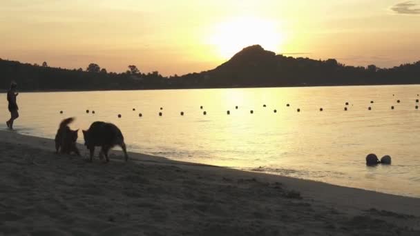 Caini pe fundalul rasaritului de soare pe plaja Lamai in Koh Samui Island, Thailanda clipuri video si secvente video — Videoclip de stoc