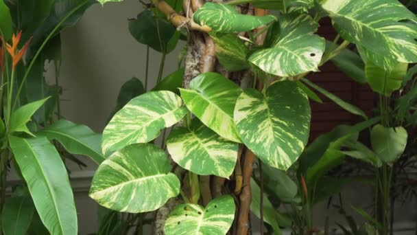 Vigne tropicale avec de grandes feuilles enroulées autour du tronc d'arbre stock vidéo — Video