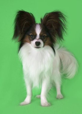 Güzel genç erkek köpek Continental oyuncak İspanyol Papillon yeşil zemin üzerine