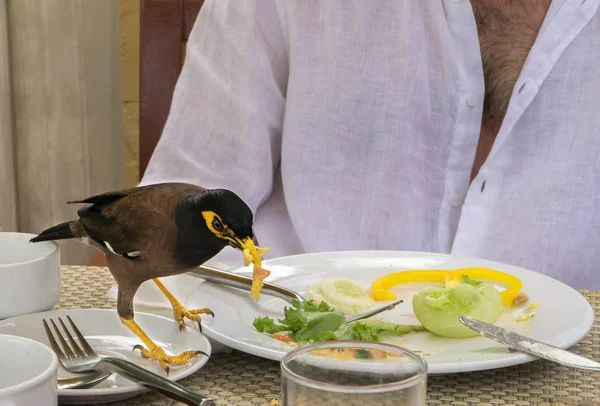 Gemensamma myna äter en amlet från en turister plattan i café — Stockfoto