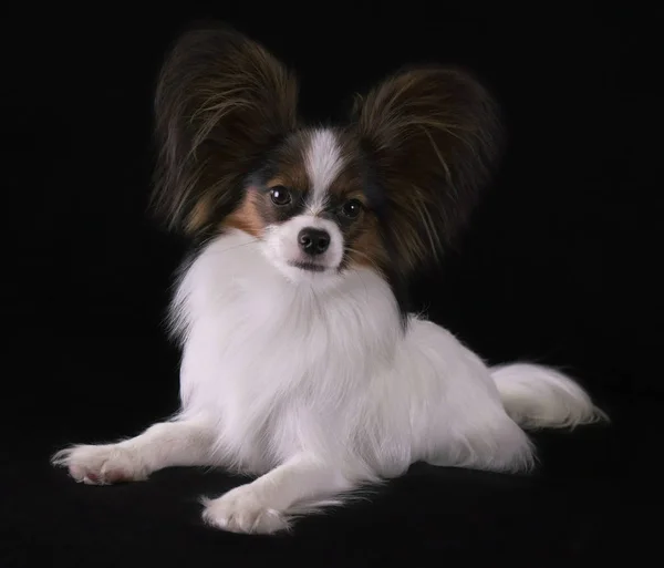 Bonito jovem cão masculino Continental brinquedo Spaniel Papillon no fundo preto — Fotografia de Stock