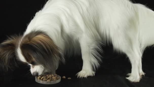 Mooie jonge mannelijke hond continentaal Toy Spaniel Papillon eet droog voedsel op zwarte achtergrond slowmotion stock footage video — Stockvideo