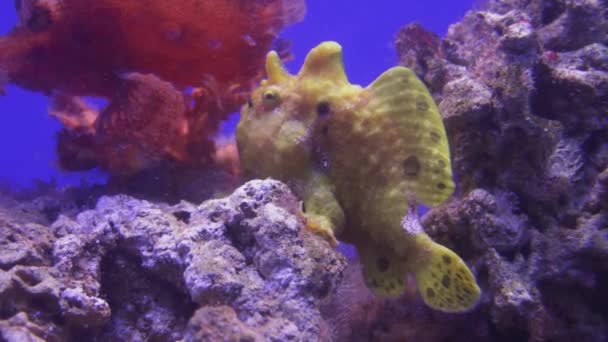 Frogfishes are any member of anglerfish family Antennariidae stock footage video — Stock Video