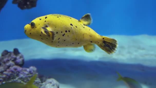 Arothron aile Blowfish stok görüntüleri video balık cinsidir — Stok video