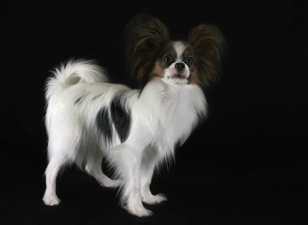 Bonito jovem cão masculino Continental brinquedo Spaniel Papillon no fundo preto — Fotografia de Stock