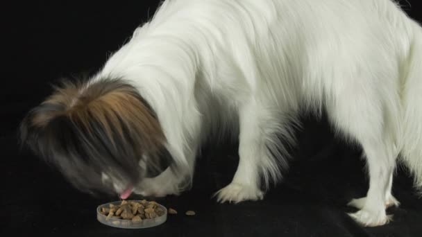 Bonito jovem cão masculino Continental brinquedo Spaniel Papillon come comida seca no fundo preto câmera lenta imagens vídeo — Vídeo de Stock