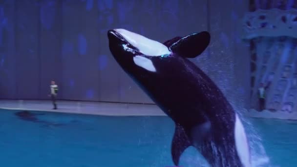 Katil balinalar oşinografi ve deniz Biyoloji Moskvarium stok görüntüleri video Merkezi gösterisi — Stok video