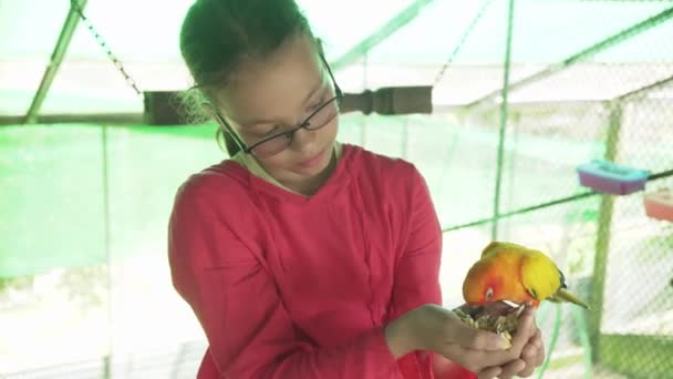 Chica joven alimenta loros Lovebird archivo de vídeo — Vídeos de Stock