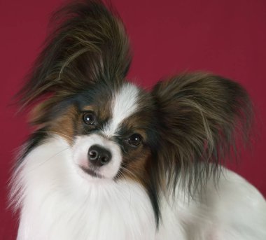 Güzel genç erkek köpek Continental oyuncak İspanyol Papillon kırmızı zemin üzerine