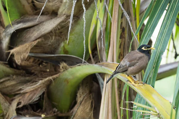 Common myna sitting on a branch of palm tree — Stock Photo, Image