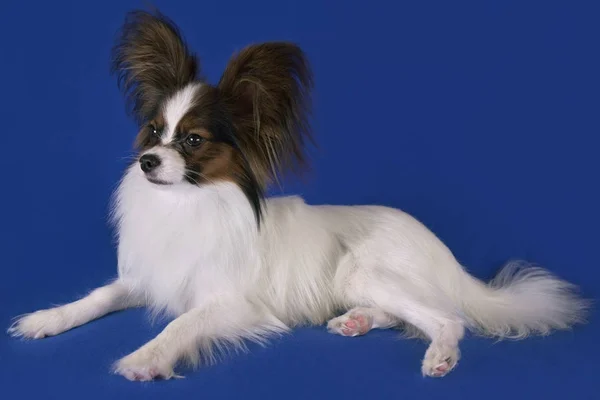 Bonito jovem cão masculino Continental brinquedo Spaniel Papillon no fundo azul — Fotografia de Stock