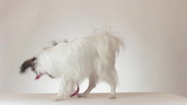 Beyaz arka plan stok görüntüleri video Santa Klaus kapakta çıkarmak komik genç erkek köpek Continental oyuncak İspanyol Papillon çalışır