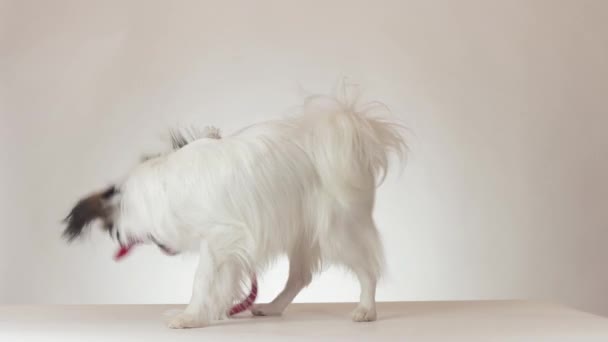 Drôle jeune chien Continental Toy Spaniel Papillon tente d'enlever la casquette Santa Klaus sur fond blanc vidéo de stock — Video