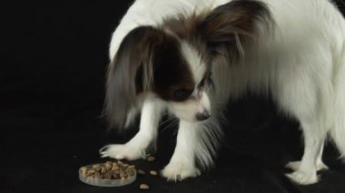 Güzel genç erkek köpek Continental oyuncak İspanyol Papillon kuru gıda siyah arka plan ağır çekim stok görüntüleri video yiyor.