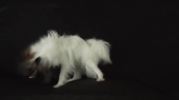 Bonito jovem cão masculino Continental Toy Spaniel Papillon brincando com brinquedo de pelúcia no fundo preto câmera lenta imagens vídeo — Vídeo de Stock