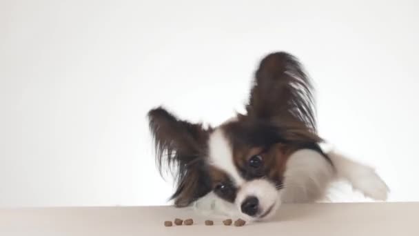 Hermoso perro macho joven Continental Toy Spaniel Papillon comiendo una comida seca de cerca en el video de imágenes de fondo blanco — Vídeo de stock