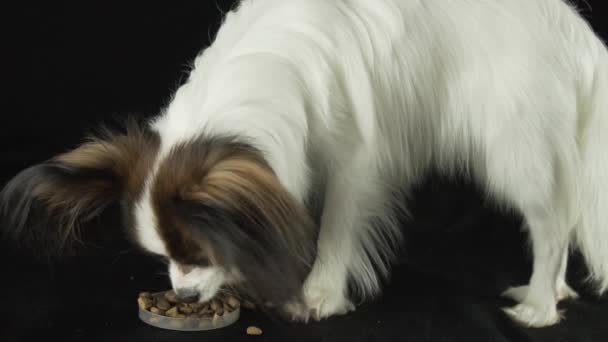 美しい若い雄犬コンチネンタル ・ グッズ ・ スパニエル パピヨンが黒い背景スローモーション映像ビデオの乾燥した食糧を食べる — ストック動画