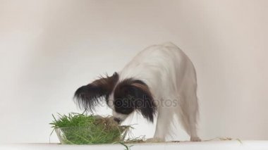 Güzel genç erkek köpek Continental oyuncak İspanyol Papillon yeme taze Filiz yulaf üzerinde beyaz arka plan stok görüntüleri video
