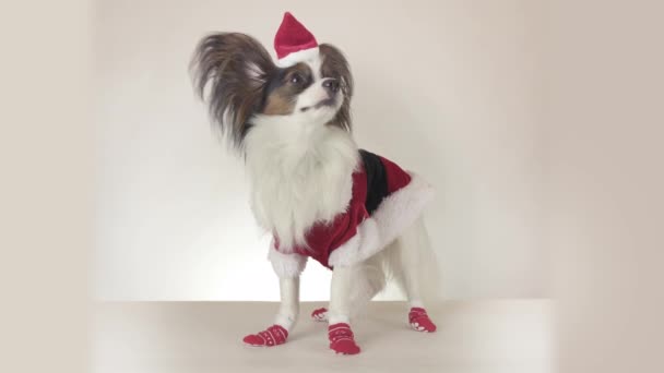 Funny young male dog Continental Toy Spaniel Papillon in Santa Claus costume looks around on white background stock footage video — Stock Video