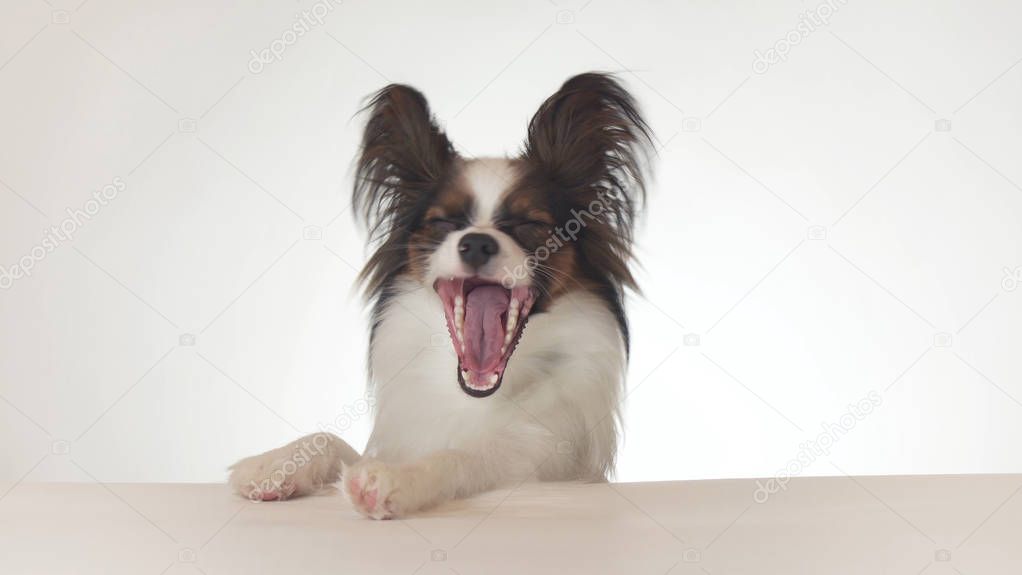 Beautiful young male dog Continental Toy Spaniel Papillon yawns close-up on white background