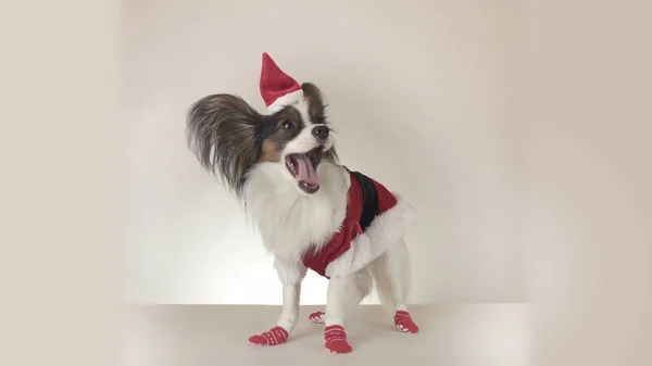 Funny young male dog Continental Toy Spaniel Papillon in Santa Claus costume yawns and looks around on white background — Stock Photo, Image