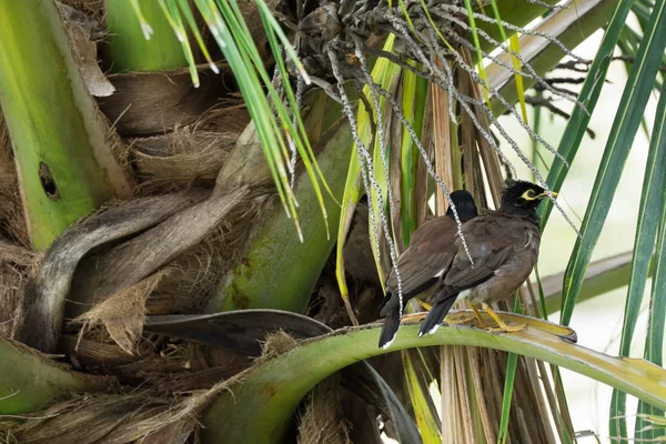 Par de aves Myna comunes están sentados en una rama de palmera —  Fotos de Stock