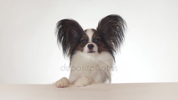 Bonito jovem cão masculino Continental brinquedo Spaniel Papillon olha em torno de close-up no fundo branco imagens de vídeo — Vídeo de Stock