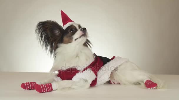 Grappige jonge mannelijke hond continentaal Toy Spaniel Papillon in Santa Claus kostuum kijkt rond op witte achtergrond stock footage video — Stockvideo