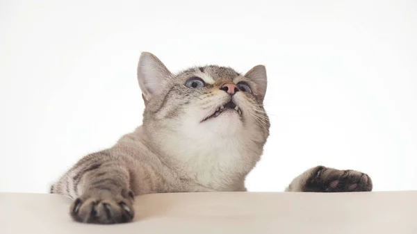 Mooie Thaise kat rondkijken close-up op witte achtergrond — Stockfoto