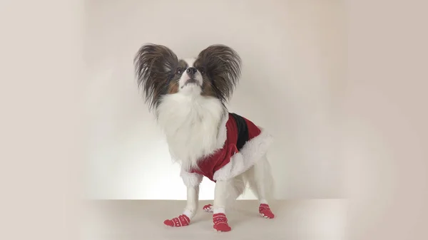 Engraçado jovem cão masculino Continental brinquedo Spaniel Papillon em Santa Claus traje olha em torno de fundo branco — Fotografia de Stock